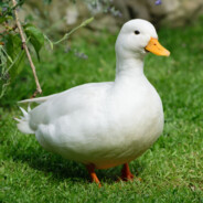 Goose