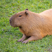 Capybara