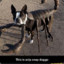SnipSnapDoggo