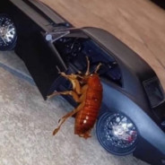cockroach in da coupe