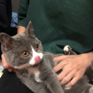 养猪的大叔
