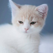 ancientcatz