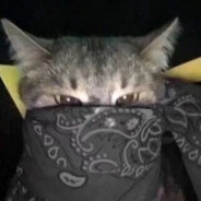 unvn