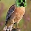 hawkcreeper