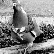 Gangsta P. Pigeon, Esq. -[YaFS]-