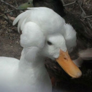 BlackPato