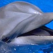 Golfinho