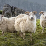 3 Овцы и поле🐑