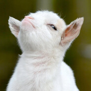 Goat Gaming