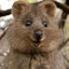 QUOKKA