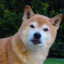 Shiba Inu