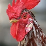 Cock