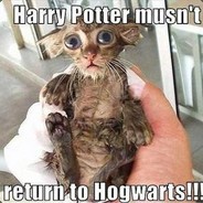 Dobby the cat