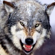 Gray Wolf