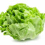 GodOfLettuce