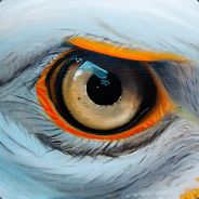 Ai of de tiga