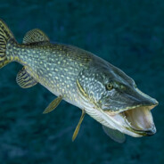 ХИЩНАЯ РЫБА