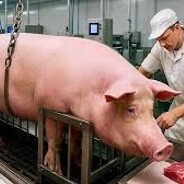The pork
