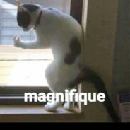 uNGUSTAVOAK147