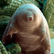 TARDIGRADA