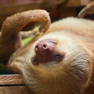 Lazy
