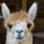 Alpaca Guerreira