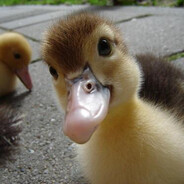Ducky McDuckDuck