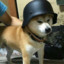 Shiba