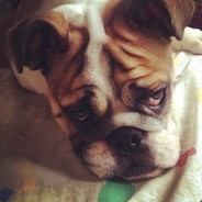 Pookpui