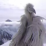 Nyauricio