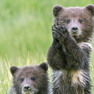 The Bear :)