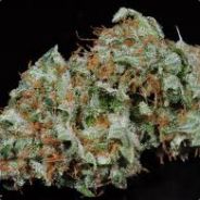 OG.KuSH -_King__