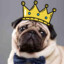 KingOfPugs