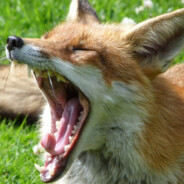 MadFox
