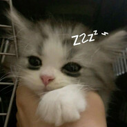 sleepy kitten