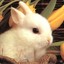 Bunnies_