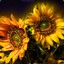 Sunflowergurl