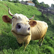 Moo