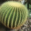 not the dapper cactus