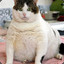 Avatar of Fat Cat