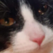 极度邪恶的黑猫