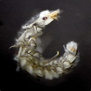 Toxic Larva