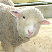 SheepLord
