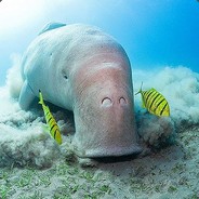 Dugong's Avatar