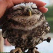 ★*FluffyOwl*★