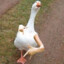 G4NGSTER GOOSE
