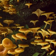 meltonsouth's Avatar