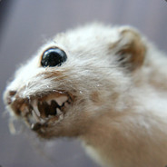 Weasel Nutter