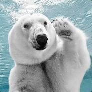 bear