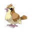 pidgey